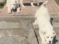 KOCA KAFA DEV ALABAY YAVRULARI
