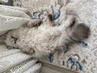 3 aylık british longhair erkek