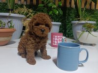 TEA CUP BOYUTLARDA KORE POODLE BEBEKLERİMİZ