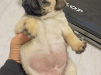 Dişi erkek pug mops