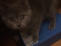 3 adet safkan british shorthair ücretli sahiplendirme