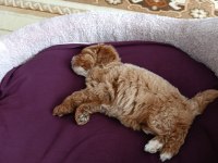 3 aylık yavru toy poodle