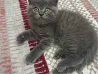 Minik british shorthair kediler