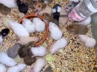 Bursa Hamster Yavrular