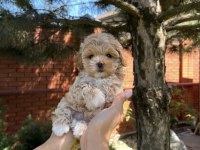 KORE TEACUP MALTİPOO YAVRUMUZ