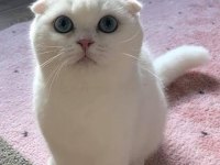 Scottish fold