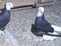 Harika alalar erkek dişi yavru damızlık güvercin