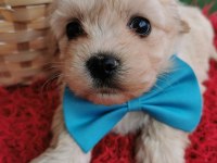 Maltipoo Yavrularımızı Canlı Görerek Alabilirsiniz
