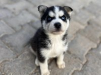 Güzellik Abidesi Husky Yavrumuz