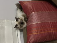 8 aylık Himalayan cinsi kızımın yuvasını arıyorum