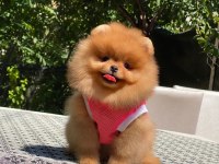 Show kalite pomeranian bebeklerim