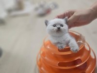 2 AYLIK EGİTİMİ TAM PLUE POİNT OYUNCU KEDİMİZ