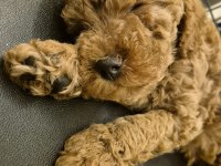 SAKARYA BABY FACE DİŞİ BEBEK POODLE