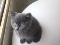 British Longhair 2 Aylık Yavru