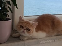 Dişi exotic shorthair
