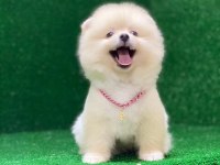 Pomeranian boo yavrumuz çok tatlı