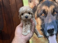 Teacup kore maltipoo yavrular
