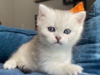 Safkan British Shorthair Lynx Point