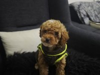 Toy Poodle Yavrular