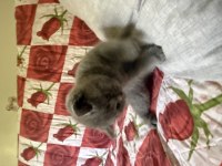 Scottish fold yavrular