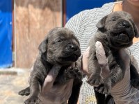 Sevimli Cane Corso yavrularımız