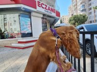 5 aylık dişi amerikan cocker
