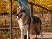 Wolf Dog Gerçek Kurt