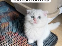 Süt Beyaz Scottish Fold Prenses Hazır
