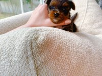 Petmode köpek çiftliğinden show kalite morkie yavrular