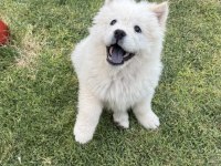 3 aylık dişi chow chow (çin aslanı)