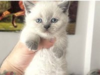 kedi blue point scottish fold scottish straight