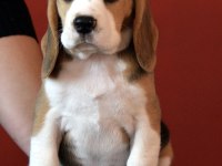 Avcı Beagle yavrularım
