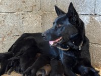 A+ Anne Babadan Erkek dişi Belçika Malinois yavrular