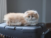 Mükemmel kalite bebek yüzlü ayıcık british longhair