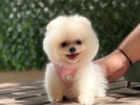 Premium Güzellik Orjinal Pomeranian Boo Köpeği