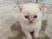 British longhair kedisi sahiplendirme