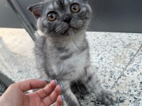 Safkan scottish fold 2 aylık erkek