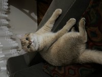 British shorthair oğlumuza eş arıyoruz