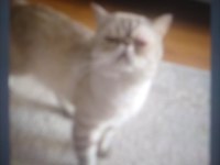 2 yaşında exotic shorthair sahiplendirme