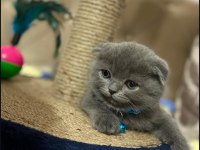 Scottish fold kedimiz