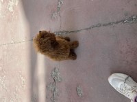 Kaliteli kore kan poodle