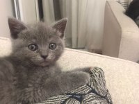 60 günlük bebek dişi british shorthair