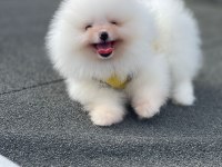 Show Kalite Ayı Surat Pomeranian Yavrular