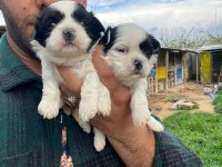 Shih Tzu Bebeklerimiz