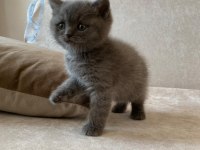 Evinizin neşesi peşinizde teslime hazır british shorthair