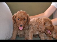A kalite poodle ayarında maltipoo bebekler