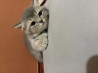 Ücretsiz sahiplendirme british shorthair
