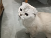 Beyaz mavi gözlü scottish fold