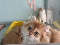 En güzel british longhair ve shorthair yavrularımız