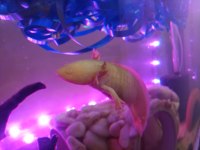 İzmir İçi 6 Axolotllar Ciddi Kişiler